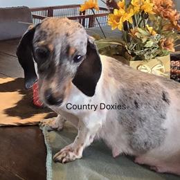 Estella - Dachshund