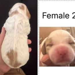 Girl 2 - Orange and white female Brittany puppy in Shinnston, West Virginia from Brookfield Farm Brittanys LLC