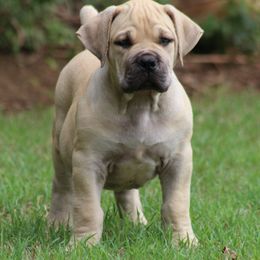 Mr. Dinkles(Green) - Cream male Boerboel puppy in Shawnee, Oklahoma from TXT Boerboels