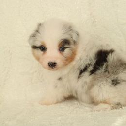 Ezra - Blue merle male Australian Shepherd puppy in Leavenworth, Kansas from Silverbrook Australian Shepherds