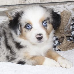 Girl 6 - Red merle Miniature Australian Shepherd puppy in Paris, Texas from Kuttin’ Up Mini Aussies