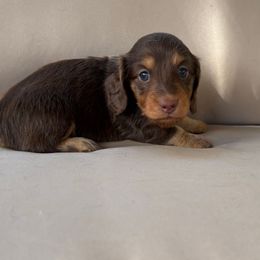 Isabella - Chocolate and tan female Dachshund puppy in Massies Mill, Virginia from Pigeon Hill Dachshunds