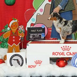 Miniature American Shepherds and Toy Australian Shepherds from MorningStar Miniature American Shepherds