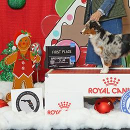 Miniature American Shepherds and Toy Australian Shepherds from MorningStar Miniature American Shepherds