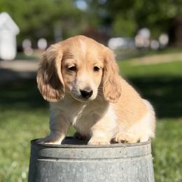 Cream Piebald Boy AKC LIMITED - Cream male Dachshund puppy in Pauls Valley, Oklahoma from Simply Happy Dachshunds