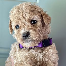 Bernedoodle and Goldendoodle Puppies from Lincoln Avenue Doodles