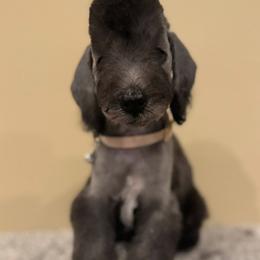 Peach Collar Girl - Blue female Bedlington Terrier puppy in Leesburg, Virginia from LAMZ Bedlington Terriers