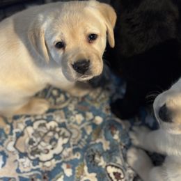 Mia - Yellow female Labrador Retriever puppy in Centreville, Maryland from Barbihaus Kennels
