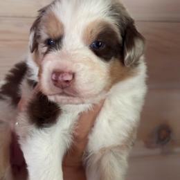 Stormy - Red merle female Australian Shepherd puppy in Morrow, Ohio from OakHaven Acres Aussies