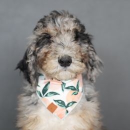 Bernedoodle, Goldendoodle, Poodle, and Sheepadoodle Puppies from Northwest Pups