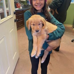 Golden Retriever Puppies from Golden Star Ranch
