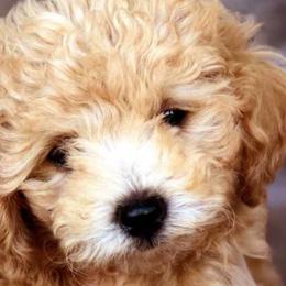 Assorted Doodle Crosses, Cavalier King Charles Spaniels, Cavapoos, Maltipoos, and Poodles from Little Teton Doodles