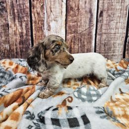 Chocolate and Tan dapple piebald - Dapple female Dachshund puppy in Malad City, Idaho from Mountain Sage Dachshunds
