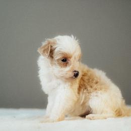 Sage - Apricot female Schnoodle puppy in Caldwell, Idaho from Boise Doodle Co.
