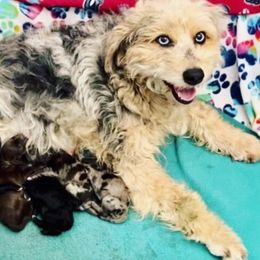 Daisy Ann - Aussiedoodle