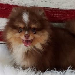 Pomeranians from Twice The Love Pomeranians