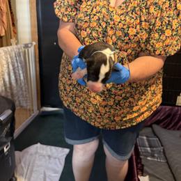 Light Blue Collar - Black and white female Greyhound puppy in Mesa, Arizona from ARK Greyhound Kennel LLC