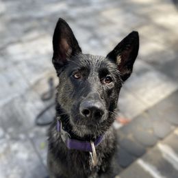 Siren - German Shepherd
