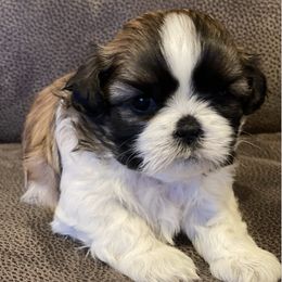 Shih Tzus from Brookes Kennel 313