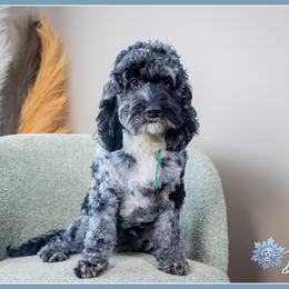 Rad - Merle male Cockapoo puppy in Connersville, Indiana from Deaz Doodle Ranch