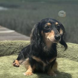 Scarlet - Dachshund