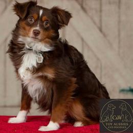 Oliver - Toy Australian Shepherd