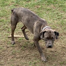 StirFry - Catahoula Leopard Dog
