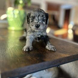 Lady - Merle female Cavapoo puppy in Strasburg, Pennsylvania from Still Water Puppies