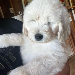 Skittle - Cream female Goldendoodle puppy in Baldwin, Georgia from Simmons F1b Goldendoodles