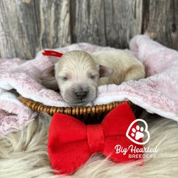 Havoc - Cream male Companion Cross puppy in Utah County, Utah from Big Hearted Breeders