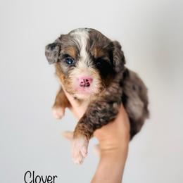 Clover - Tri-color female Bernedoodle puppy in Auburn, Indiana from Martin’s Doodles