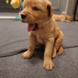 Boy 3 - Gray - Dark golden male Golden Retriever puppy in North Logan, Utah from Twin Canyon Retrievers