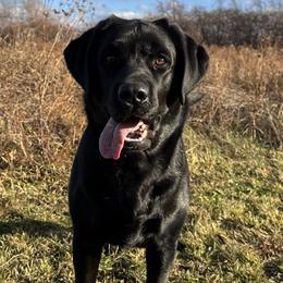 Hazel - Labrador Retriever