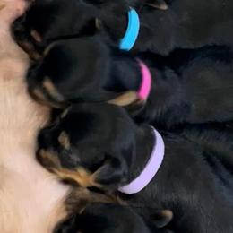 Rottweilers and Yorkshire Terriers from Superior Family Kennels