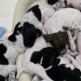 German Shorthaired Pointers from German Shorthair Pointers
