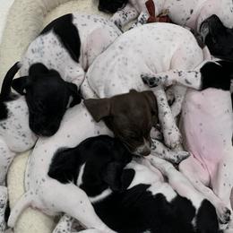 German Shorthaired Pointers from German Shorthair Pointers