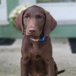 Kona - Chocolate female Labrador Retriever puppy in Milford, Michigan from High Caliber Kennel