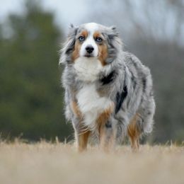 Hope - Toy Australian Shepherd