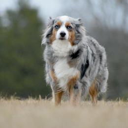 Hope - Toy Australian Shepherd