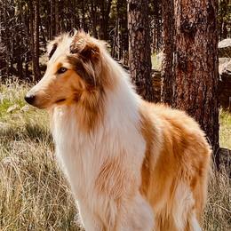 Bitsey - Scottish Collie