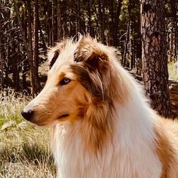 Bitsey - Scottish Collie