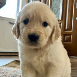 Faith - Light golden female Golden Retriever puppy in Doniphan, Missouri from Stockford’s Golden Retrievers