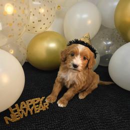Humboldt - Red  male Goldendoodle puppy in Floyd, Virginia from Hearts and Paws Poodles and Doodles