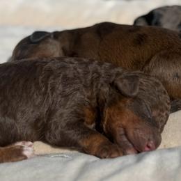 Darington - Liver white and tan male Springerdoodle puppy in Clifton, Idaho from Little Mountain Springers, Springerdoodles & Poodles
