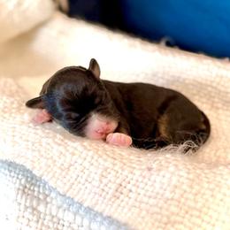 Girl 2 - Tri-color female Bernedoodle puppy in Salt Lake County, Utah from Coco Avenue Pups
