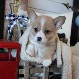 Sheila - Sable female Pembroke Welsh Corgi puppy in Purcellville, Virginia from Rhone River Farm Pembroke Welsh Corgis