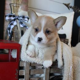 Sheila - Sable female Pembroke Welsh Corgi puppy in Purcellville, Virginia from Rhone River Farm Pembroke Welsh Corgis