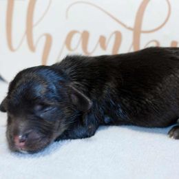 Lola - Black and cream female Dachshund puppy in Bellville, Ohio from JK Mini Doxies