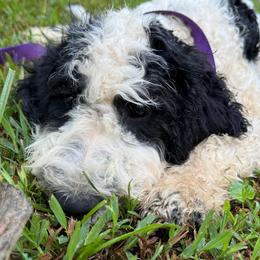 Payakan - Black and white male Bernedoodle puppy in Williamston, South Carolina from Sassy Bob’s Dogs