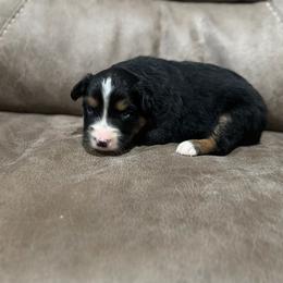 John - Fall Sale - Black tri male Miniature Australian Shepherd puppy in Oronogo, Missouri from Dutton's Show Me Farms